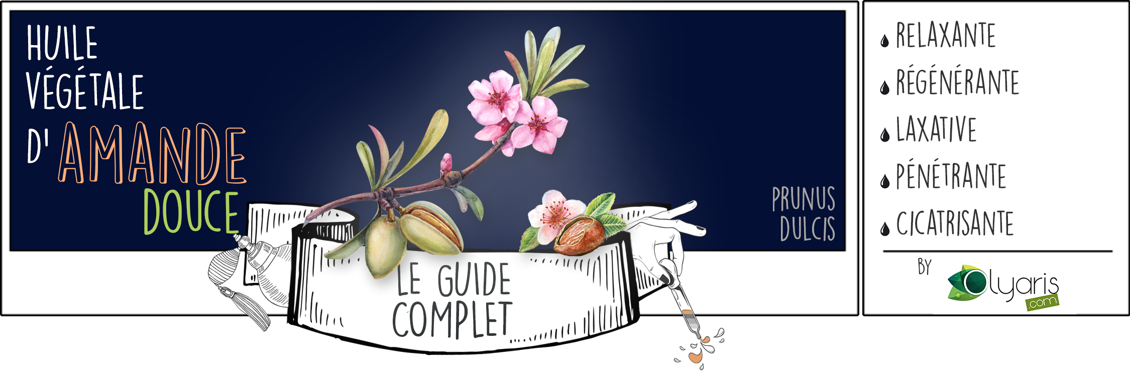 Huile Végétale de d'Amande Douce : le Guide d'Utilisation Complet - Olyaris